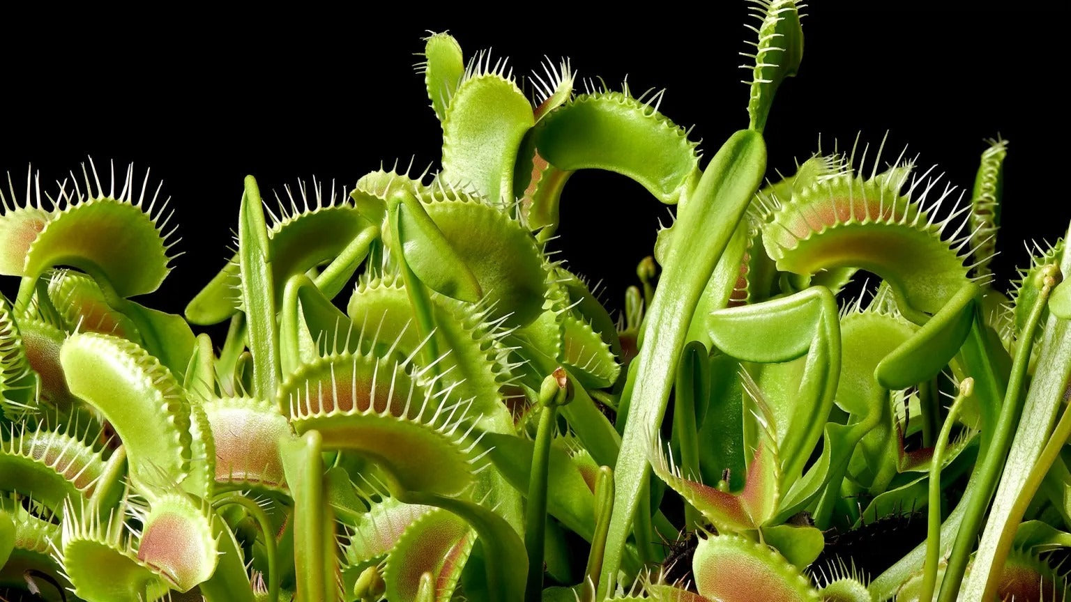 Carnivorous Plants: Nature’s Fascinating Predators