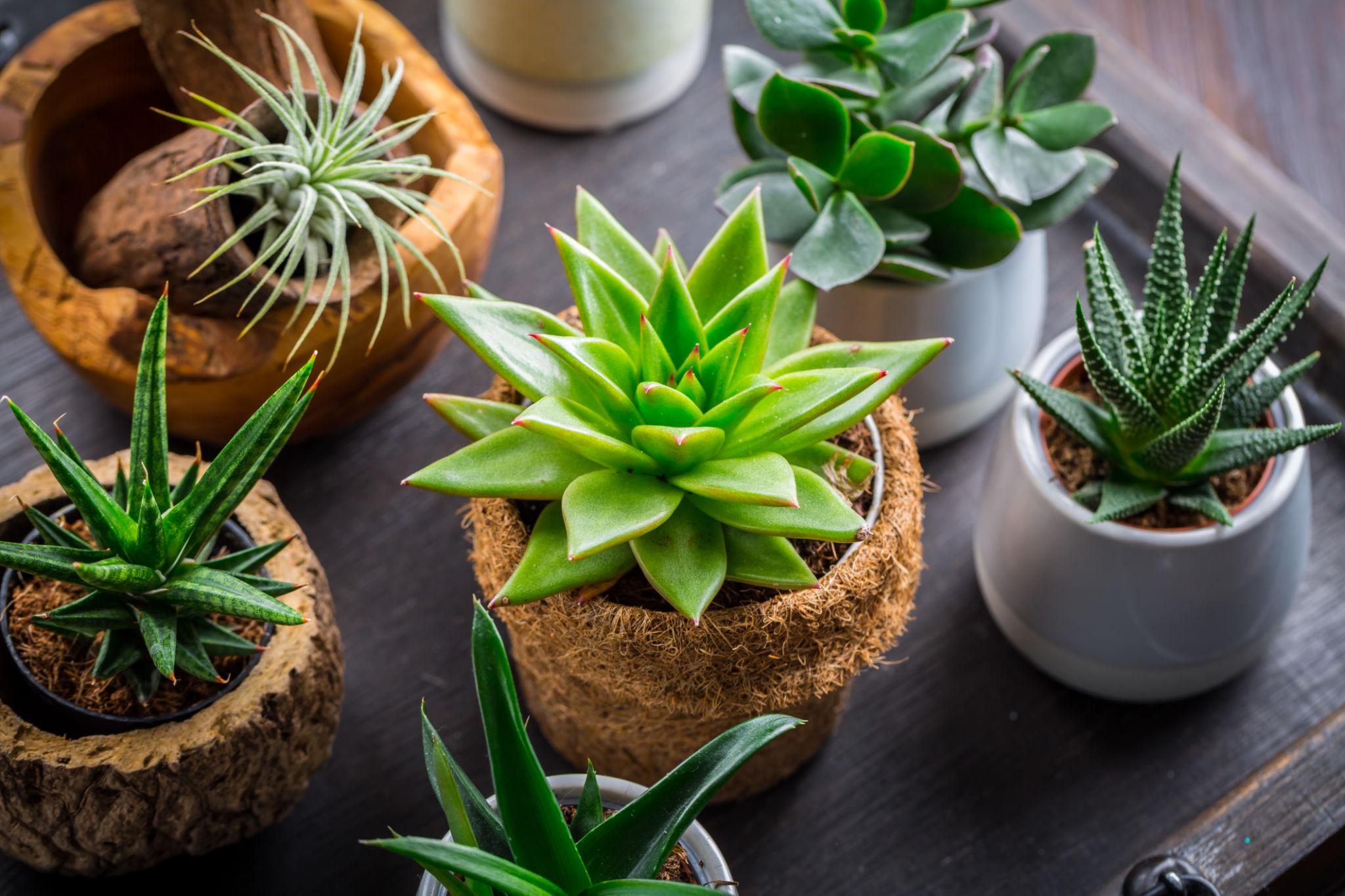 Succulents: The Perfect Low-Maintenance Plants