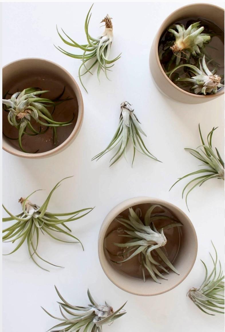 Air Plants: The Plants That Grow on Air