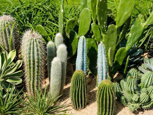 Cacti: Tough, Striking & Wonderfully Low-Maintenance