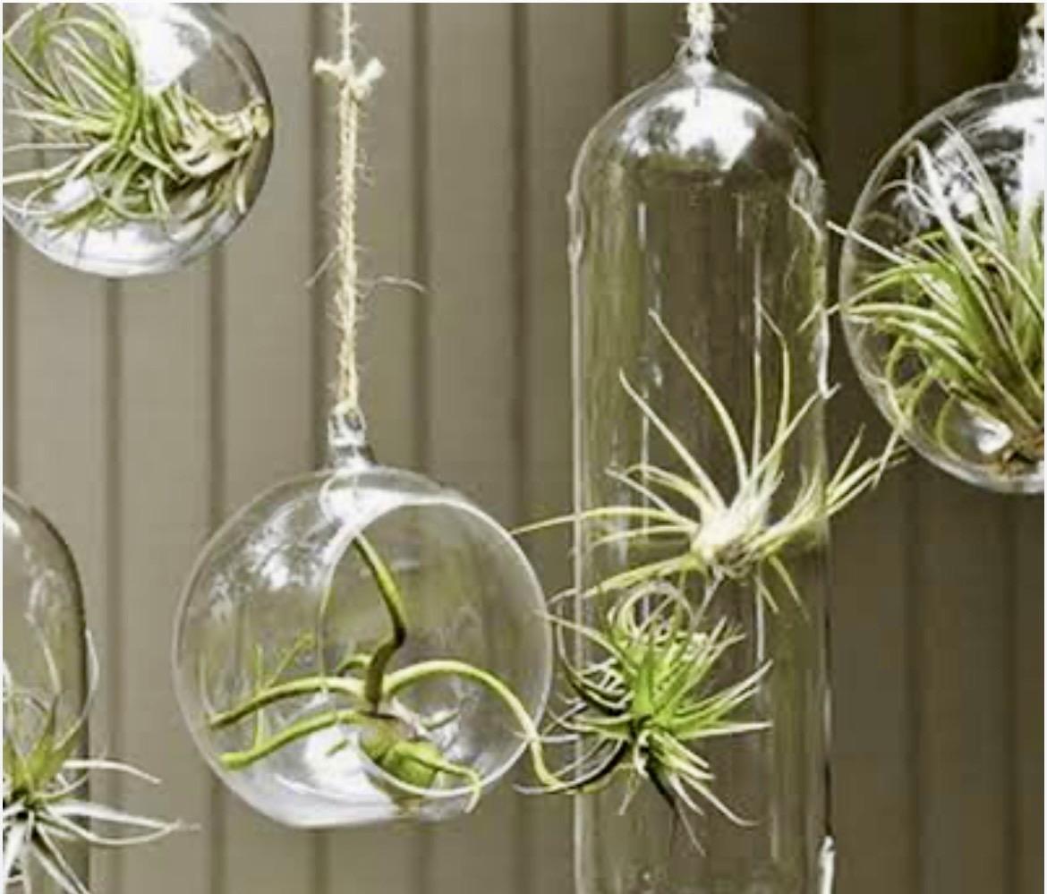 Air Plants