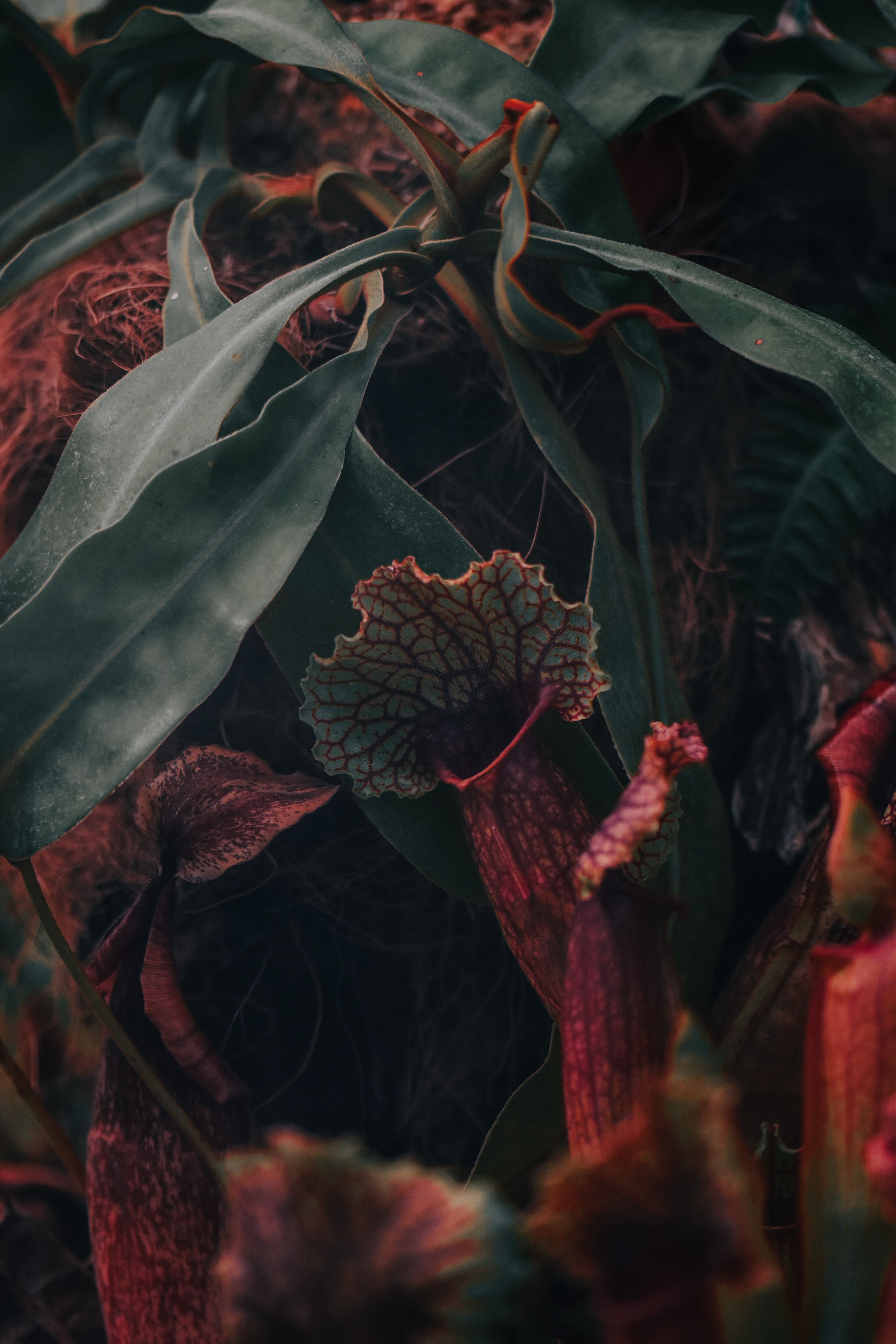 Carnivorous Plants