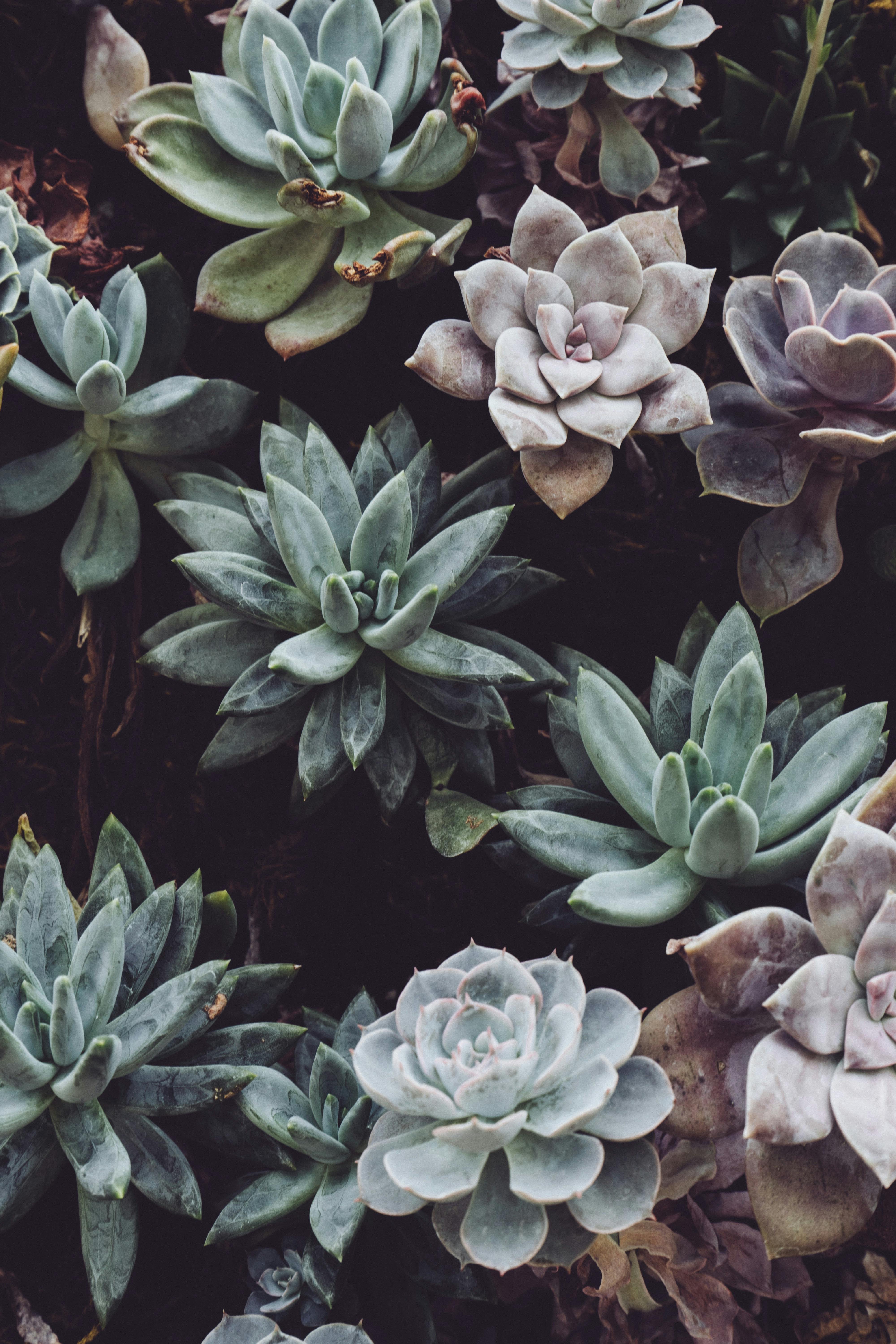 Succulents