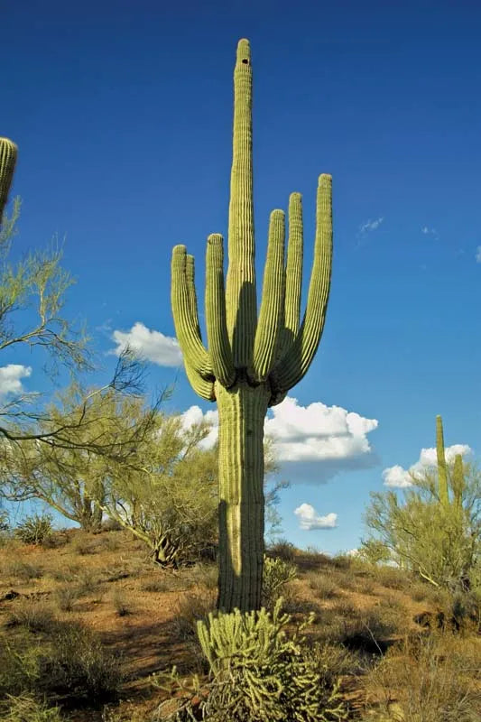 Cactus