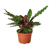 Calathea Rattlesnake – 6" Pot