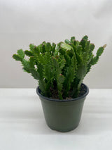 Christmas Cactus 'Red' – 4" Pot