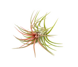 Brachycaulos