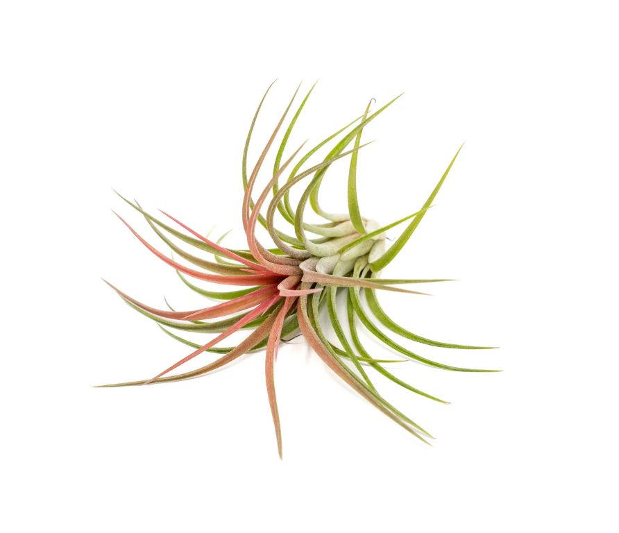 Brachycaulos