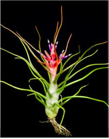 Bulbosa