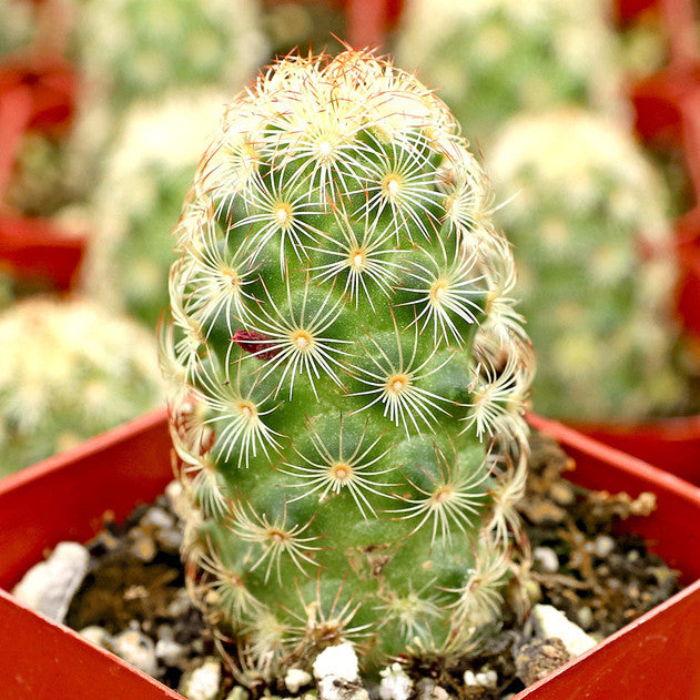 Mammillaria (clustering)