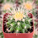 Golden Barrel Cactus