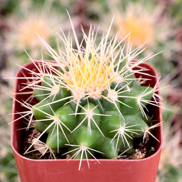Golden Barrel Cactus