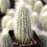 Silver Torch Cactus