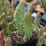 Joseph's Coat / Opuntia
