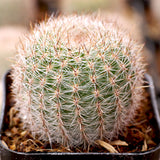 Golden Easter Lily Cactus