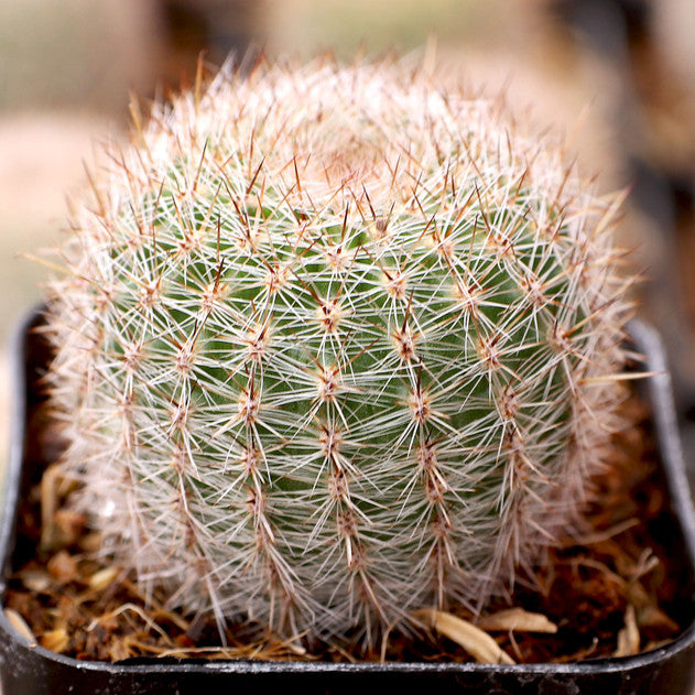 Golden Easter Lily Cactus