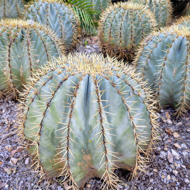 Blue Barrel Cactus