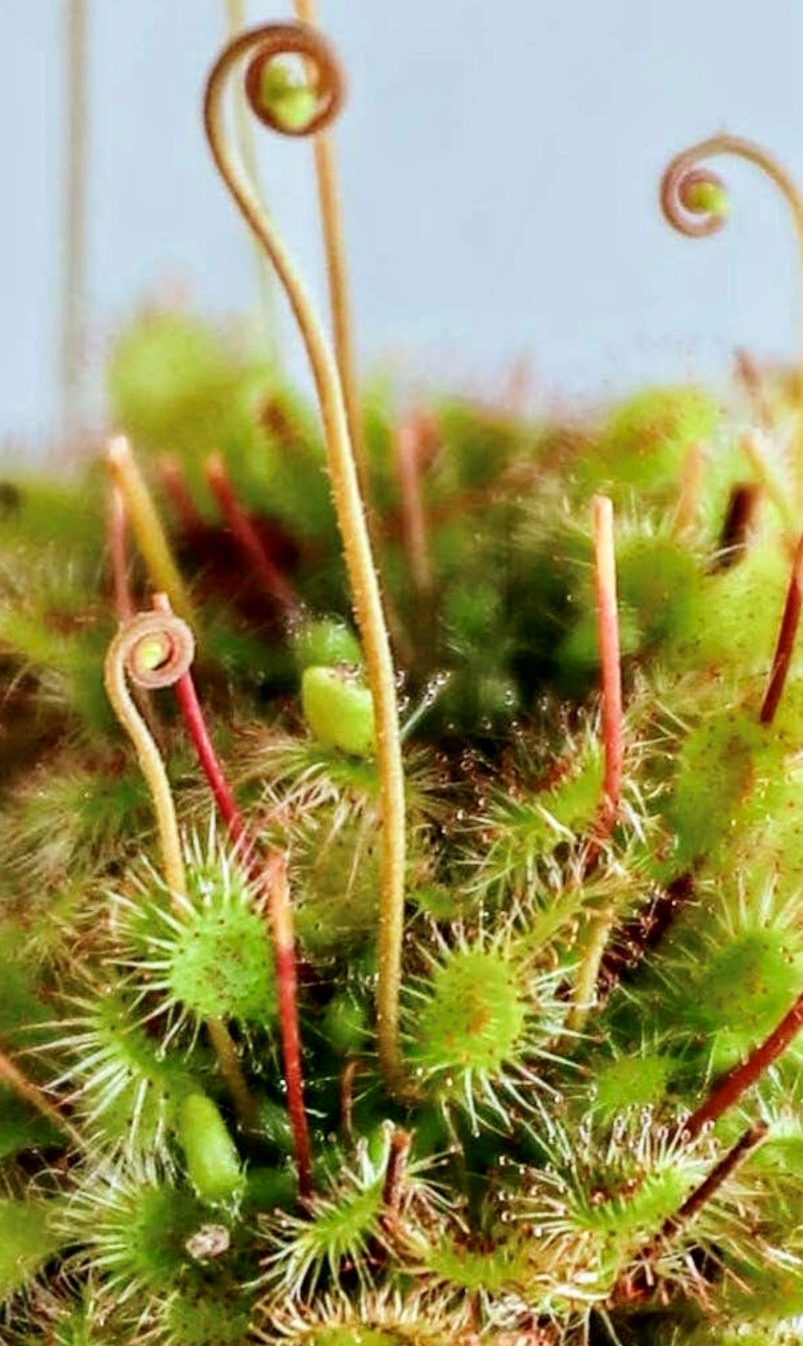Drosera Capensis X Spatulata (Cape Sundew). 2-3 in. Starter