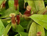 Nepenthes St Gaya (Pitcher Plant). 2-3 Inch Starter Plant.