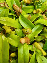 Nepenthes Ventricosa - Small Starter