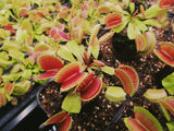 Venus Fly Trap (Dionaea "Mammoth")