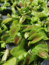 Venus Fly Trap ( Dionaea "Giant" )