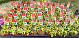 Venus Fly Trap – 2" Pot