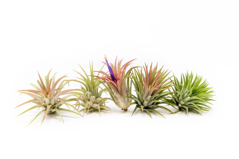 Ionantha
