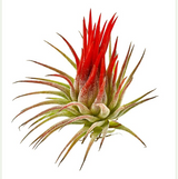 Ionantha Fuego
