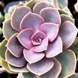 Perle von Nurnberg