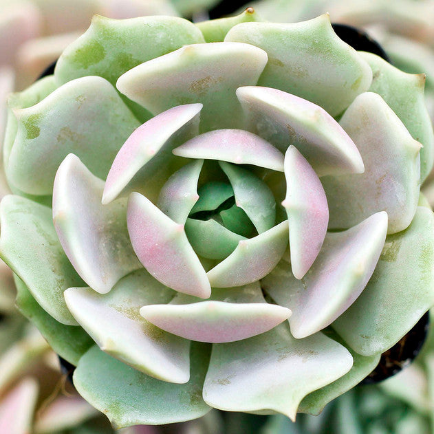 Lola
