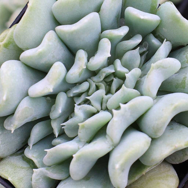 Topsy Turvy
