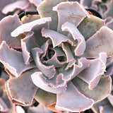 Pinky
