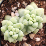 Sedum Burrito