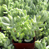 Sedum Morganianum