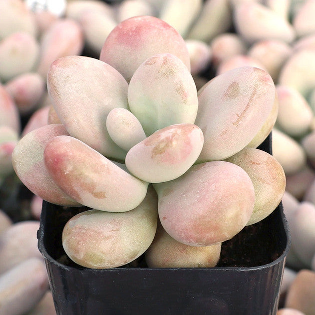 Pink Moonstone