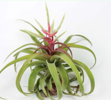 Streptophylla