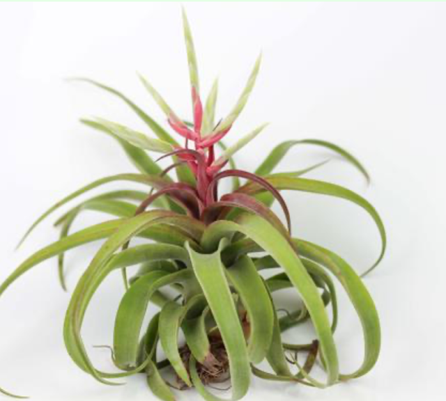Streptophylla