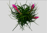 Stricta