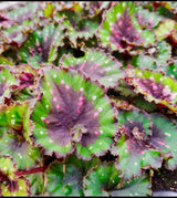 Begonia Macarena - Small