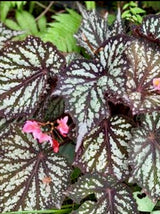 Begonia Summer Storm. 2-3 Inch Starter Plant.