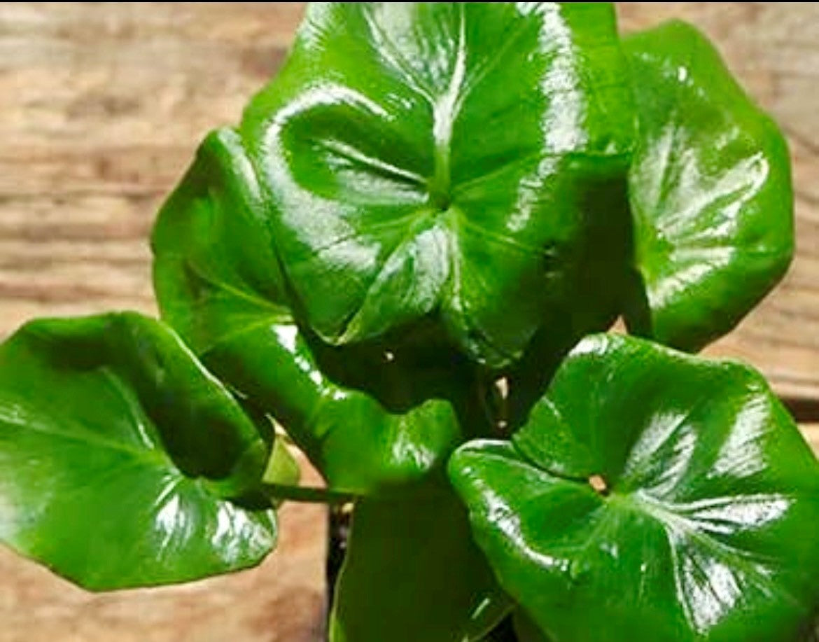 Philodendron Atom. 2-3 Inch Starter Plant.