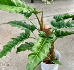 Philodendron Jungle Boogie. 2-3 Inch Starter Plant.