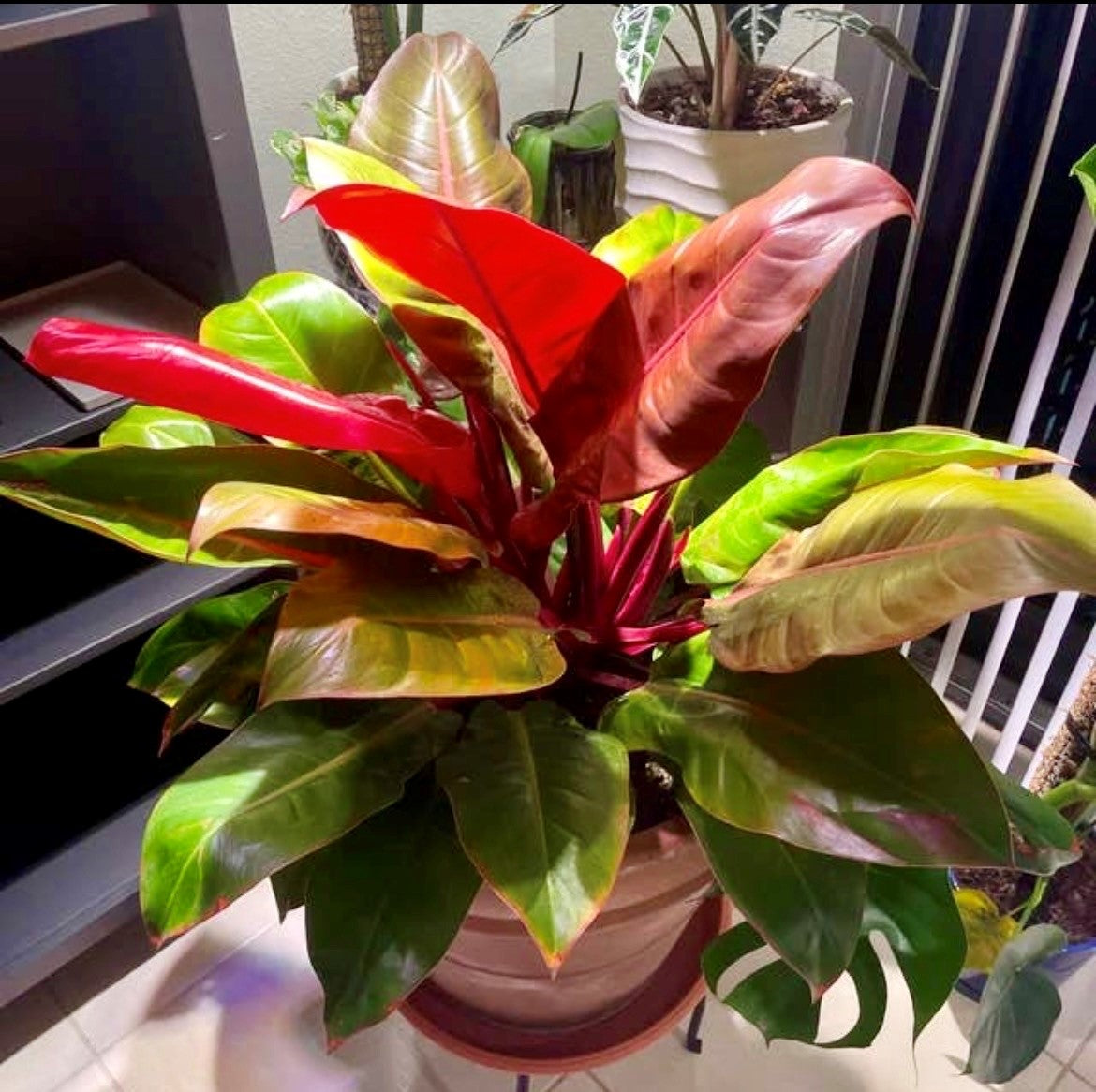 Philodendron McColley’s Finale