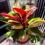 Philodendron McColley’s Finale
