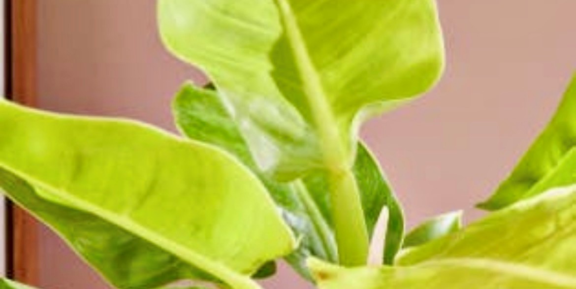 Philodendron Moonlight. 2-3 Inch Starter Plant.