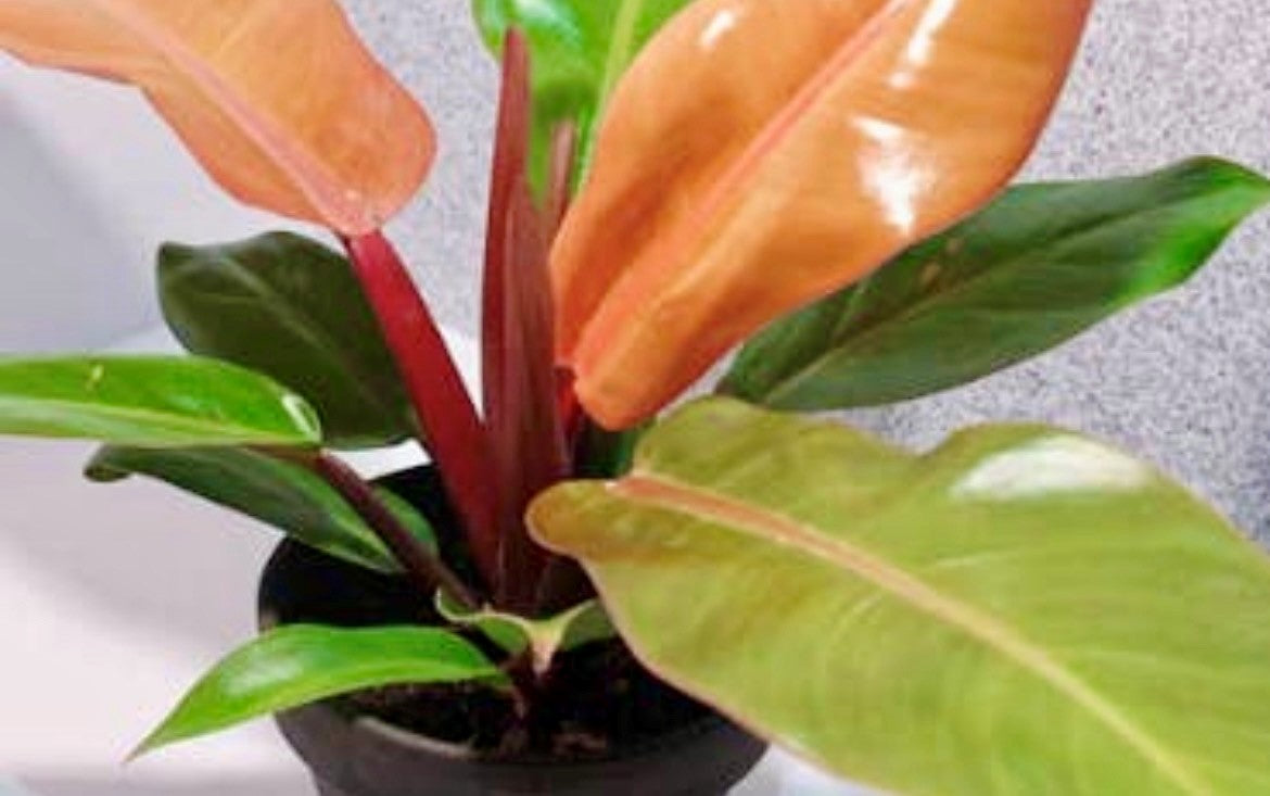 Philodendron Prince of Orange. 2-3 Inch Starter Plant.