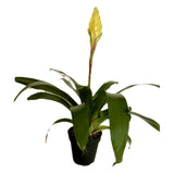 Bromeliad