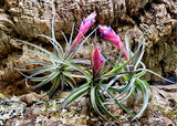 Aeranthos Purple