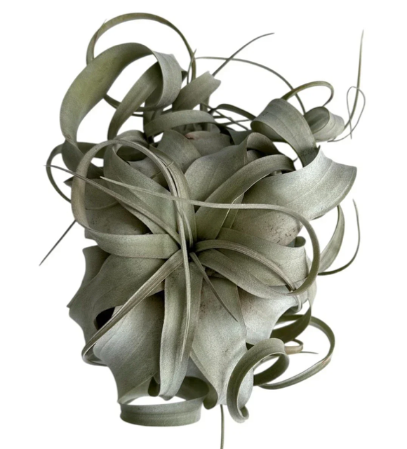 Xerographica